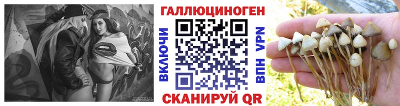 наркотики  Озёрск  Галлюциногенные грибы Psilocybine cubensis 